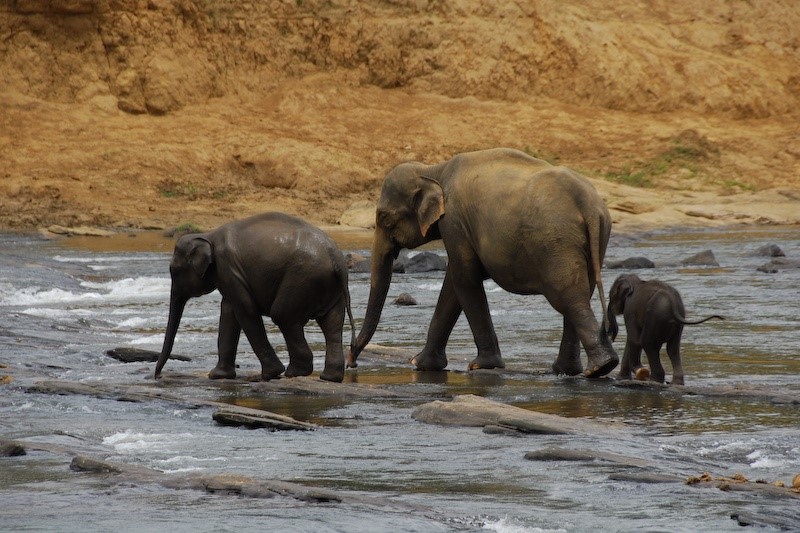 Udawalawe National Park