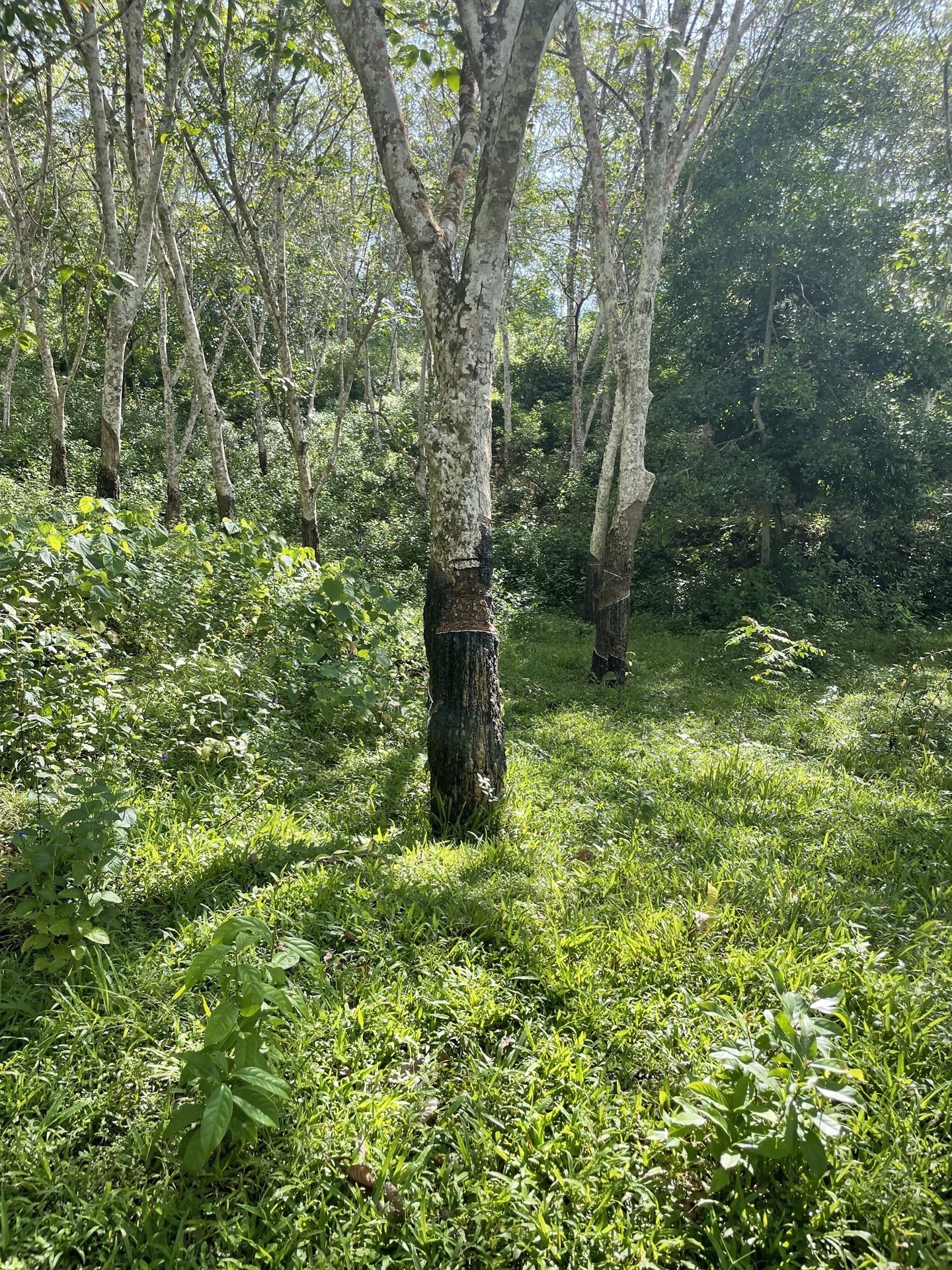 Cinnamon Plantation Weligama