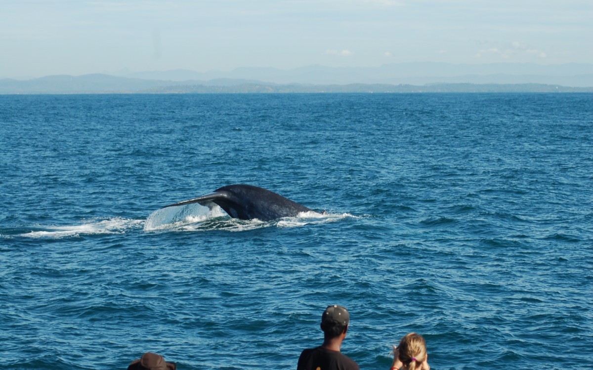 Whale Watching in Mirissa