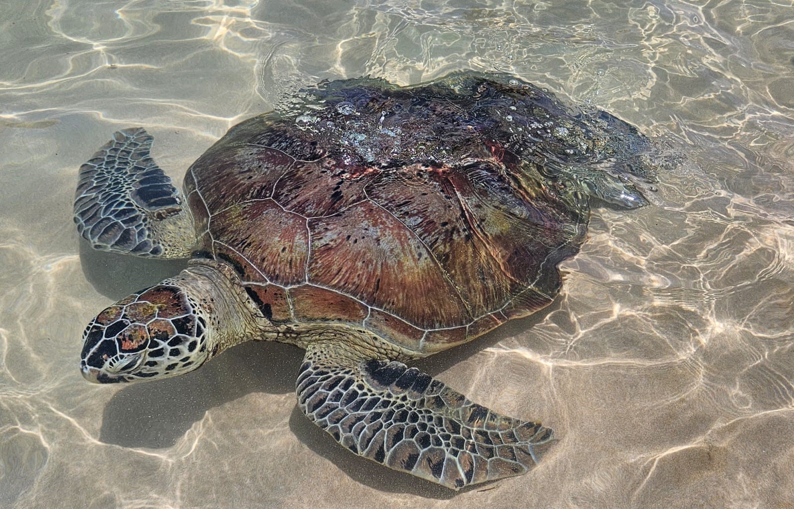 Turtle Watching at Wijaya Beach