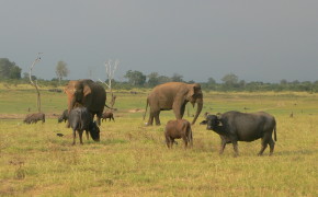 Udawalawe National Park