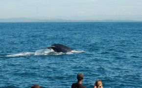 Whales & Dolphins watching